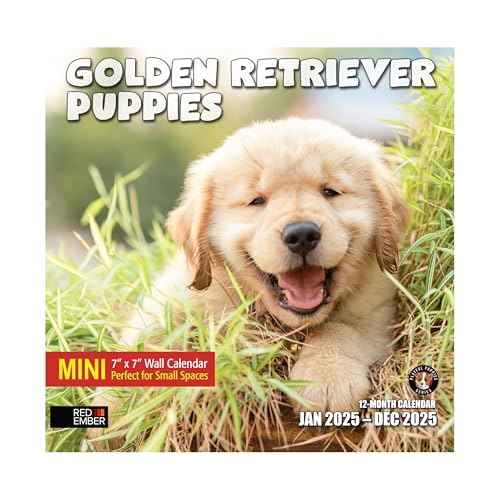 06A - Golden Retriever Puppies