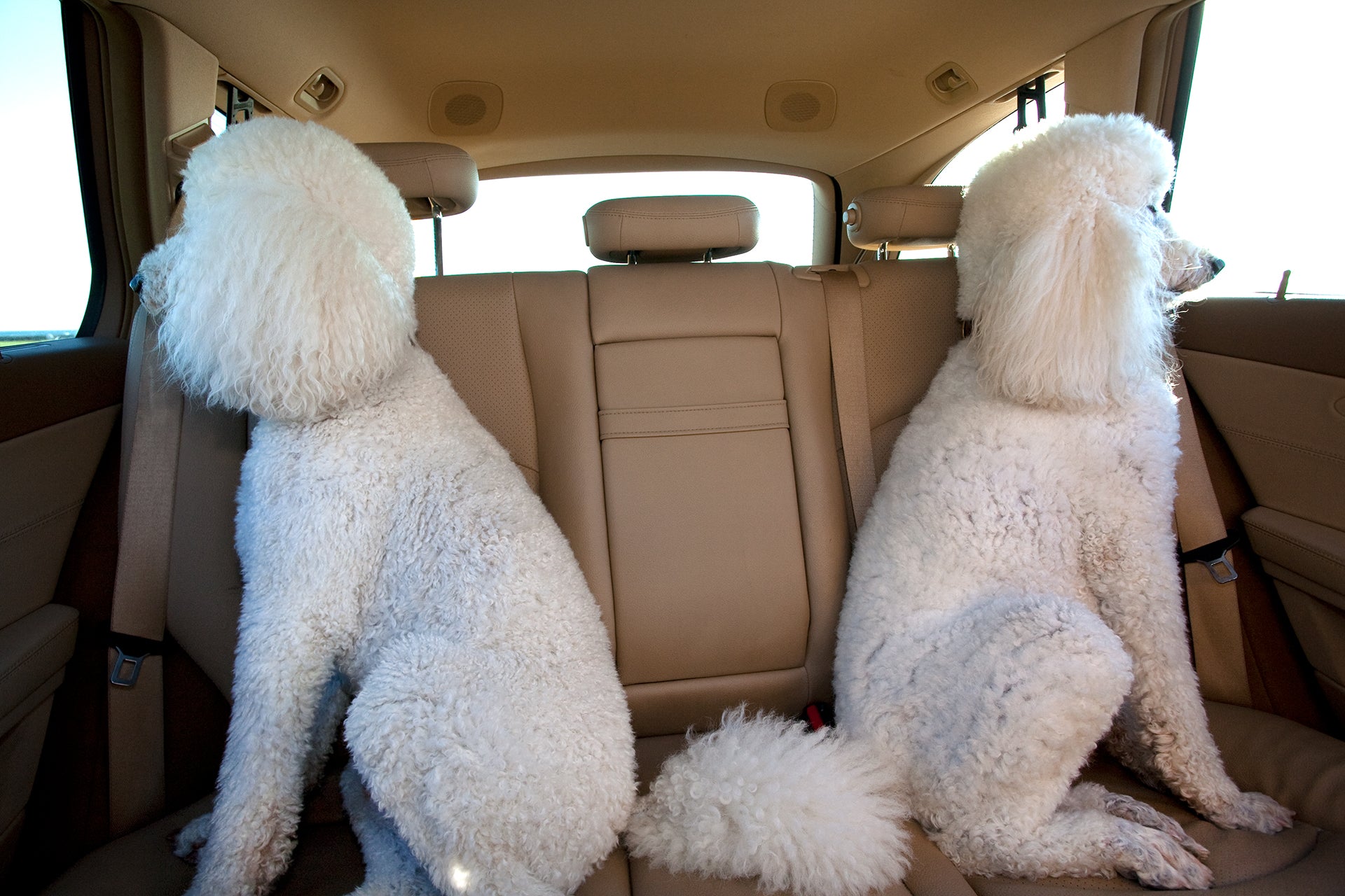 Joyriding Canine Car Companions - Comfortable & Safe Dog Car Seat for Small & Medium Dogs - Perfect for Road Trips & Daily Commutes