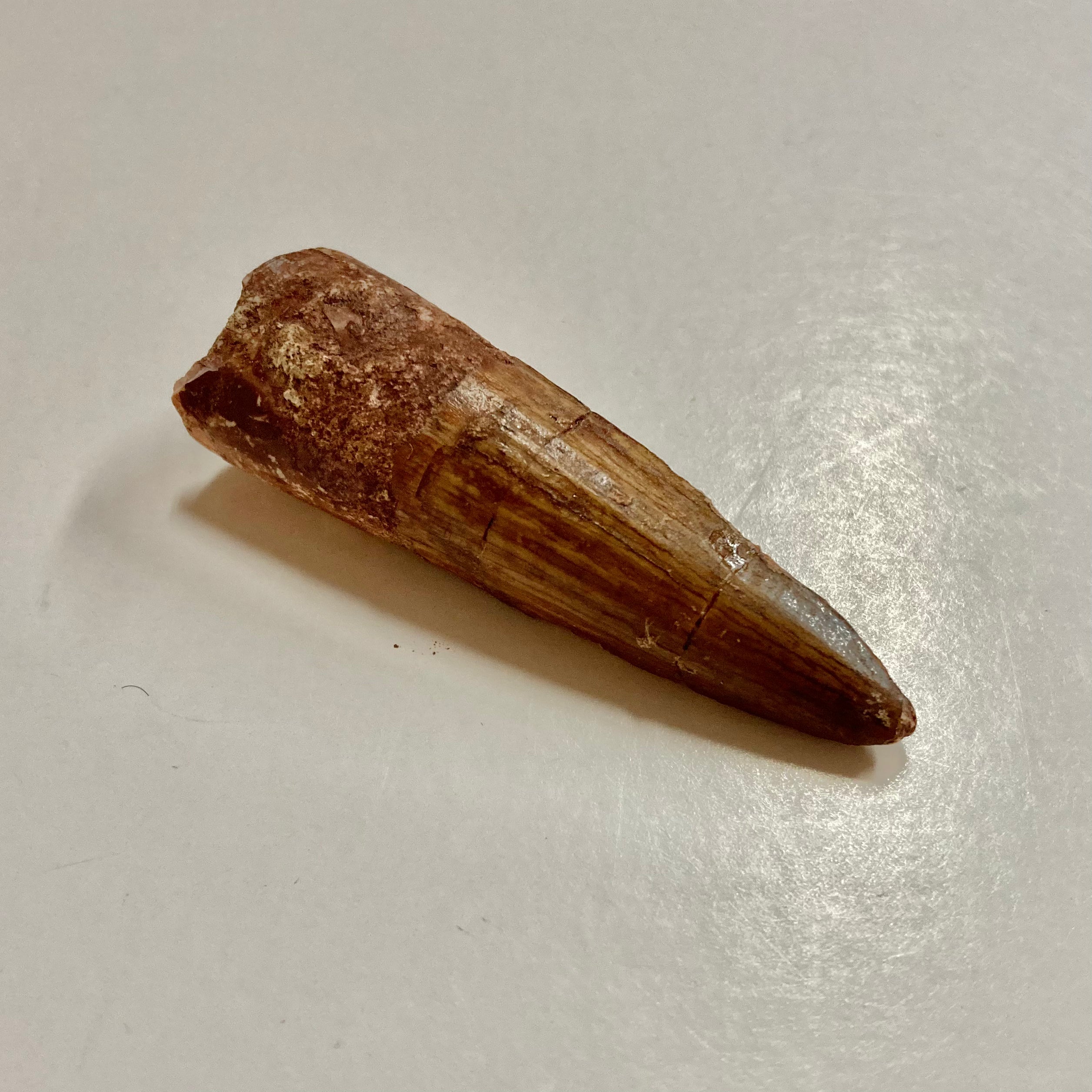 Authentic Spinosaurus Tooth Fossil - Real Dinosaur Tooth for Collectors, Paleontology Enthusiasts & Home Decor | Perfect for Display Cases, Educational Projects & Gifts