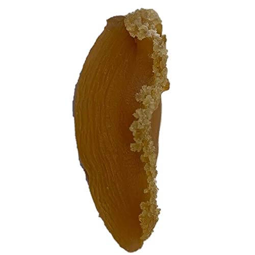 Premium Dried Dalian Abalone - 8oz Large Size Gourmet Gift Box | Perfect for Soups, Stews & Luxury Gifting