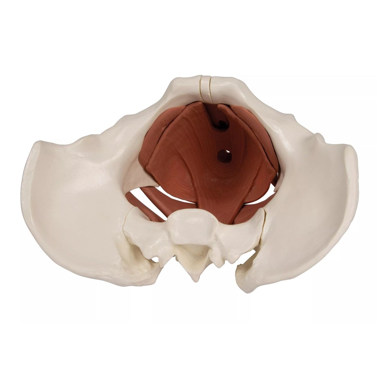 12-Part Magnetic Female Pelvic Floor Model - Anatomical Educational Tool for Medical Students & Physical Therapists - Perfect for Classroom Demonstrations & Rehabilitation Training