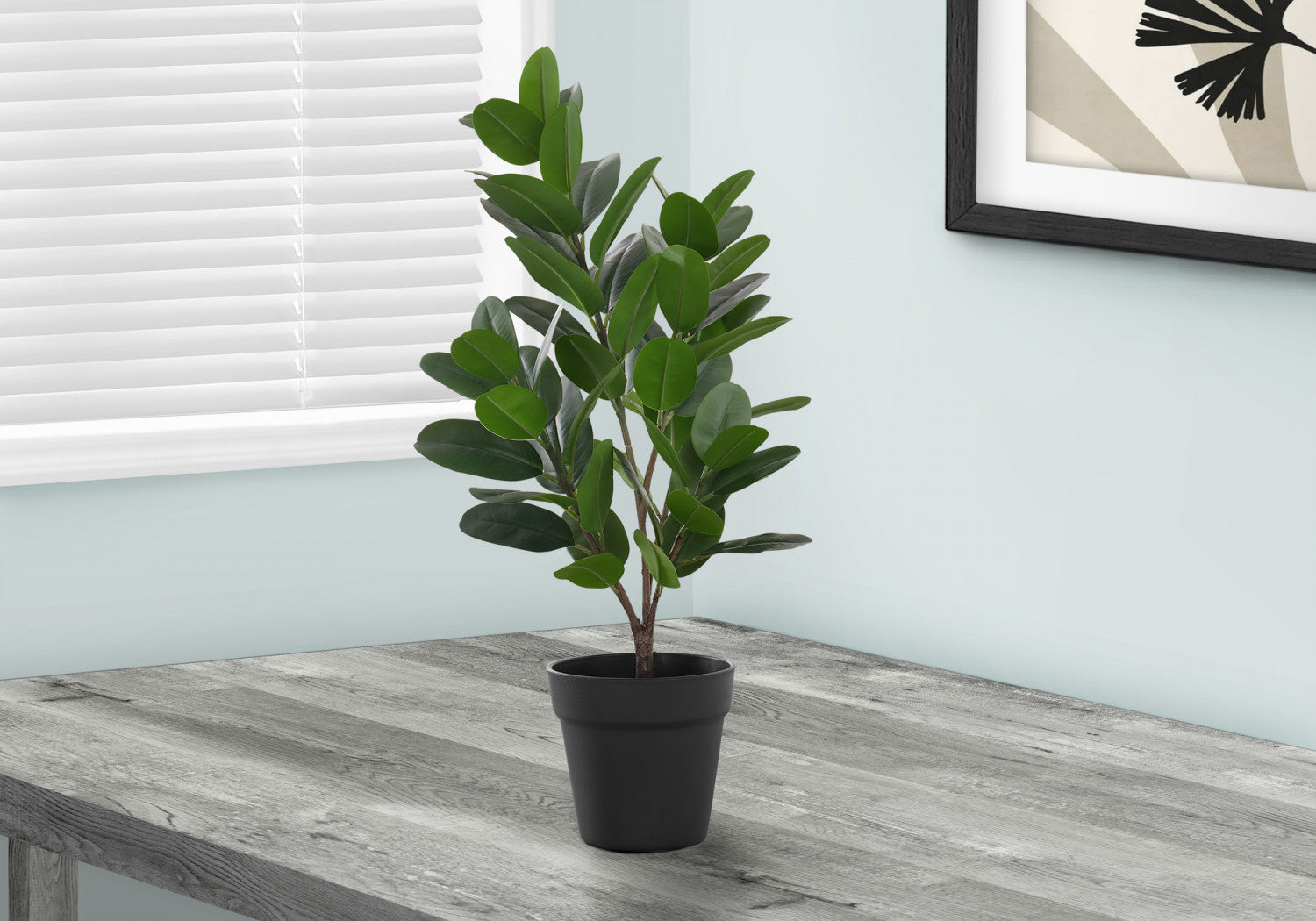Organic Garcinia Cambogia Plant with 5 Black Pots - Premium Indoor/Outdoor Fruit Tree for Home Garden, Kitchen Herb, or Natural Weight Loss Supplement - Perfect for Balcony, Patio, or Greenhouse Gardening