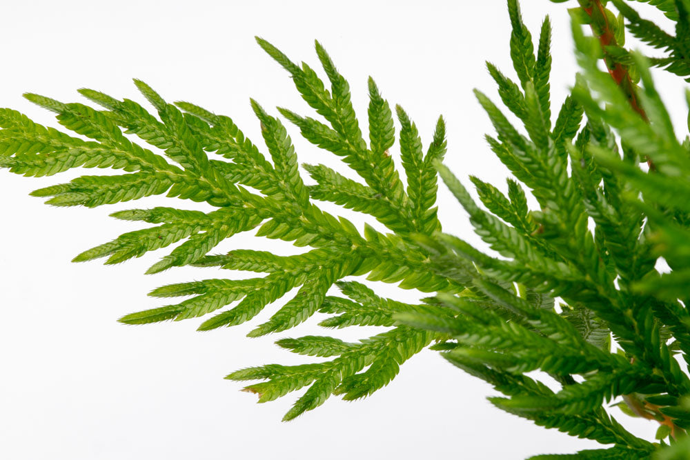 Selaginella Moellendorffii - Premium Live Plant for Home & Garden Decor | Perfect for Terrariums, Fairy Gardens, and Indoor Greenery