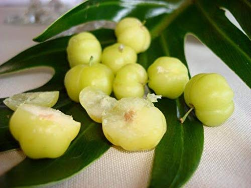 Elwyn 15pcs Gooseberry Phyllanthus acidus Fruit Seeds for Planting - Grow Exotic Tropical Fruit at Home | Perfect for Gardens, Landscaping & DIY Projects