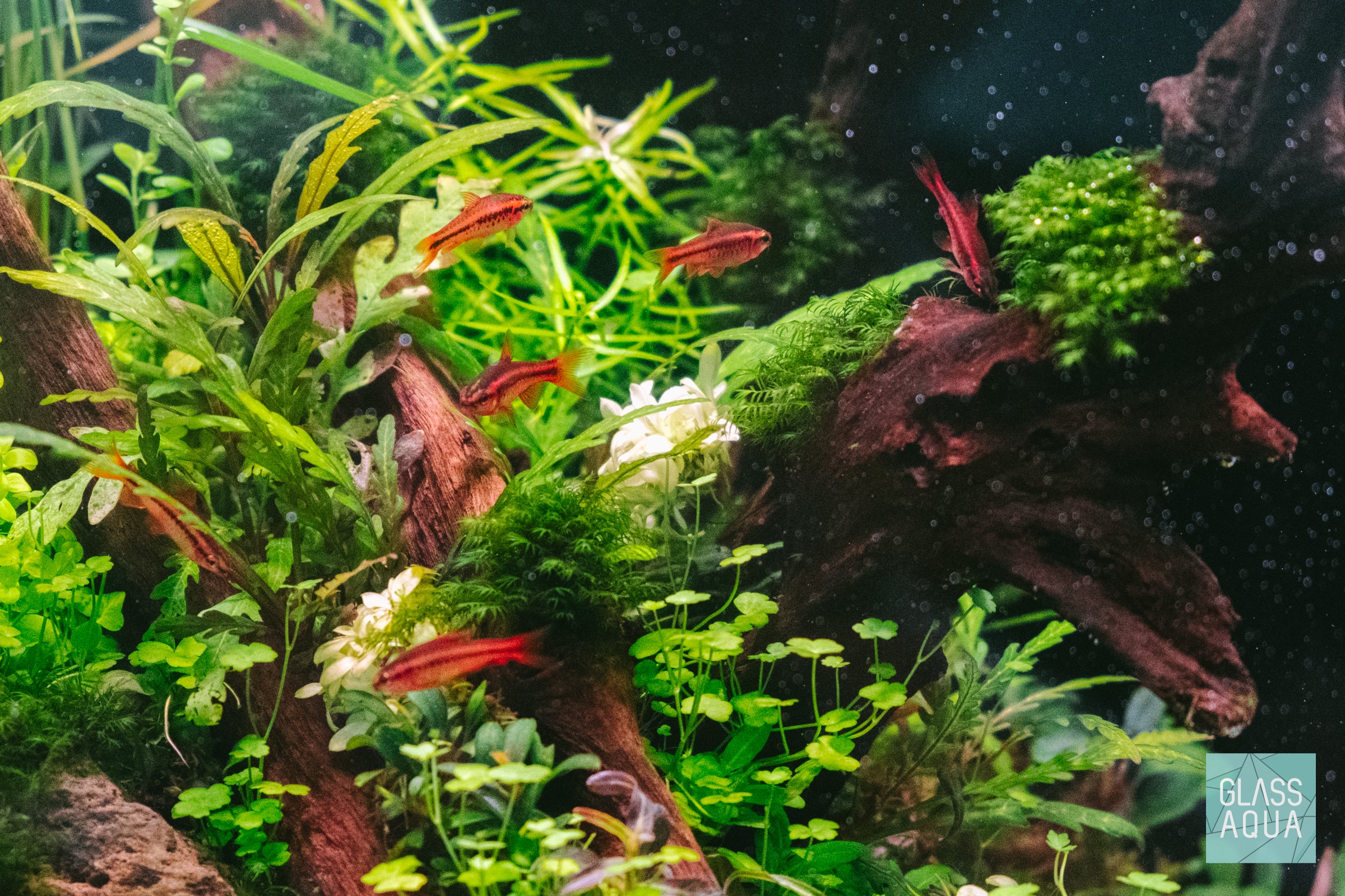 Anubias Nana Snow White Live Aquarium Plant - Easy Care Freshwater Aquatic Plant for Fish Tanks, Aquascaping & Low Light Aquariums