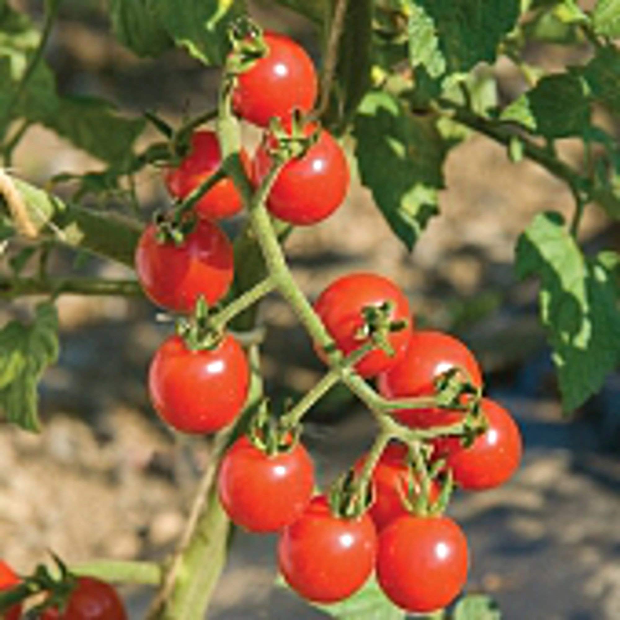 Organic Jasper Tomato Seeds (25+ Seeds) - Non-GMO Heirloom Variety for Home Gardening | Perfect for Vegetable Gardens, Container Planting & Fresh Salads