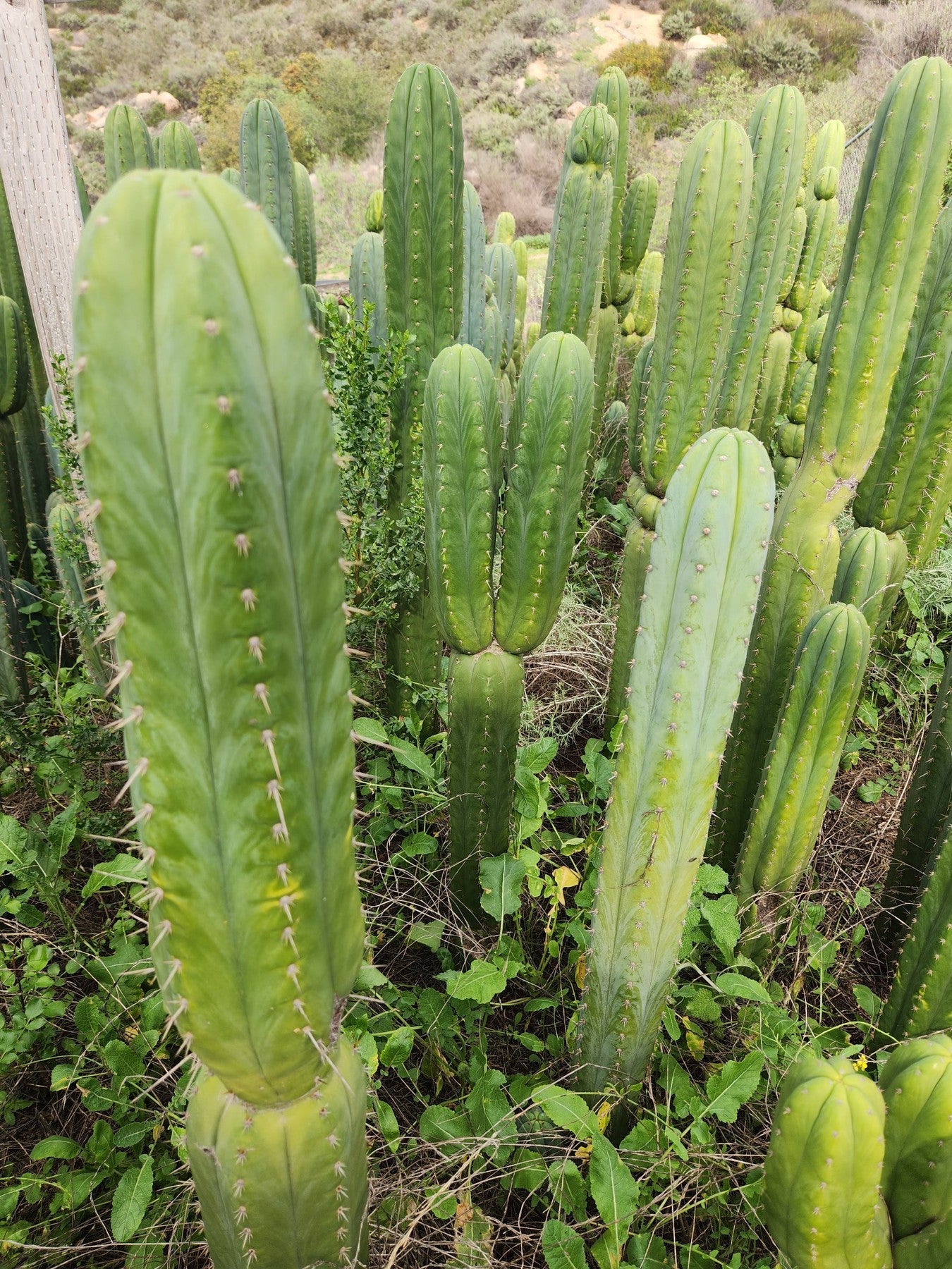 EC130 Justus' Trichocereus NOID Cactus Cuttings for Sale | Rare Succulent Plants Collection | Perfect for Home Garden, Terrarium & Cactus Enthusiasts