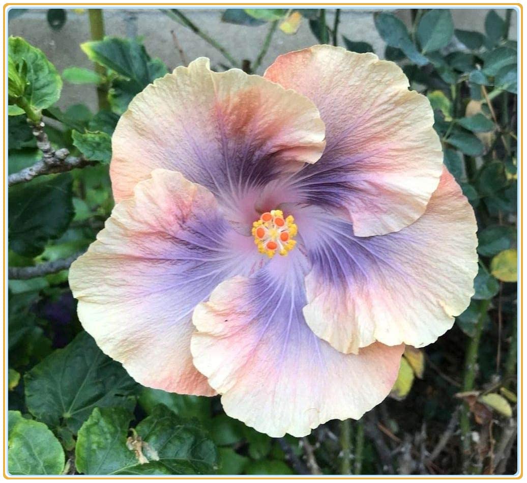 2PCS Lucky Hibiscus Bulbs & Tubers - Bulk Perennial Flower Plants for Pots, Gardens & Landscaping - Easy to Grow & Maintain - Perfect for Home Decor, Gifts & Outdoor Planting