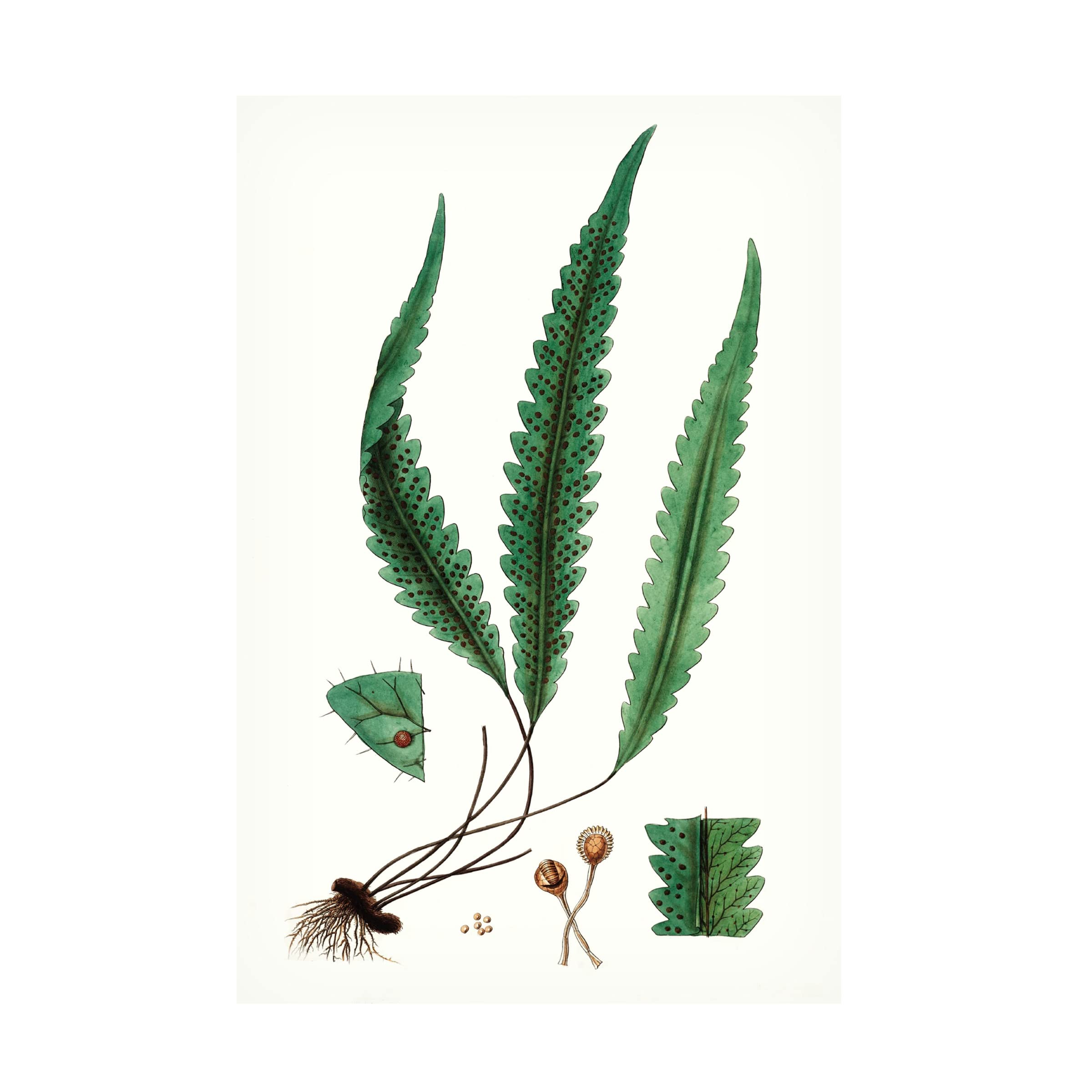Trademark Fine Art 'Fern Foliage V' Canvas Wall Art Print by Vision Studio - Nature Inspired Botanical Decor for Living Room, Bedroom & Office