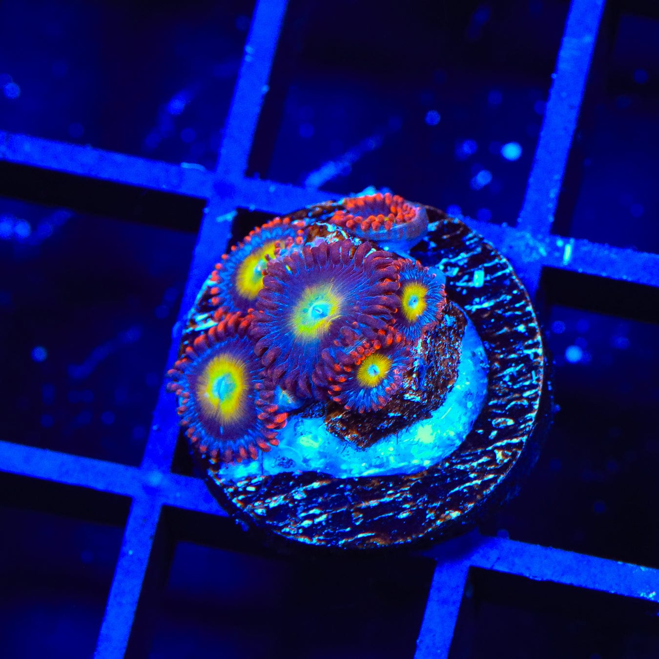Vibrant Circus Freak Zoanthids Coral for Saltwater Aquariums - Perfect for Reef Tanks & Marine Displays