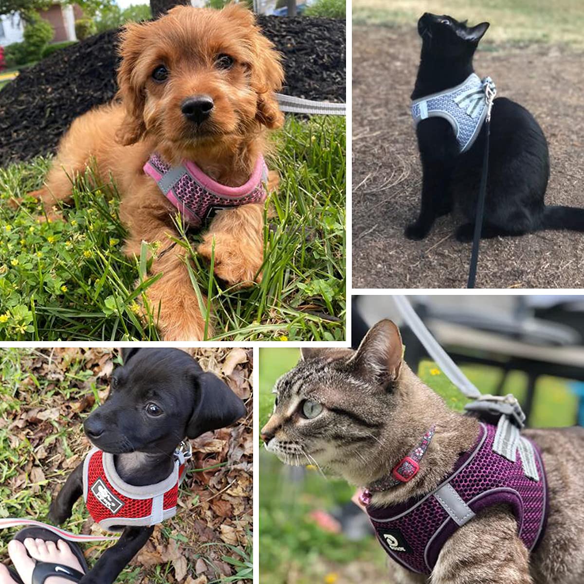 Escape-Proof Adjustable Reflective Dog & Cat Harness with Leash - Soft Mesh Comfort Fit No-Pull Vest for Small & Medium Pets (XS, Purple) - Perfect for Walking, Training & Outdoor Adventures