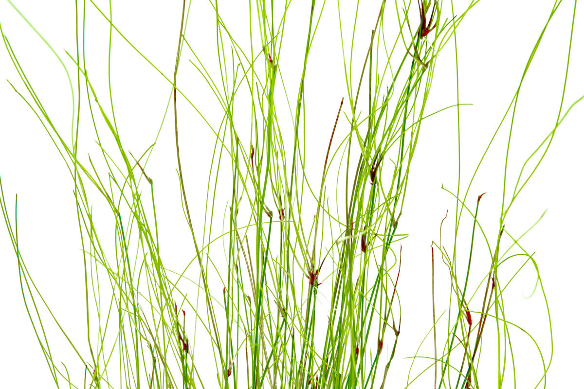 Eleocharis Vivipara Live Aquarium Plants - Freshwater Aquatic Grass for Fish Tanks, Ponds & Aquascaping | Perfect for Shrimp, Betta & Goldfish Habitats