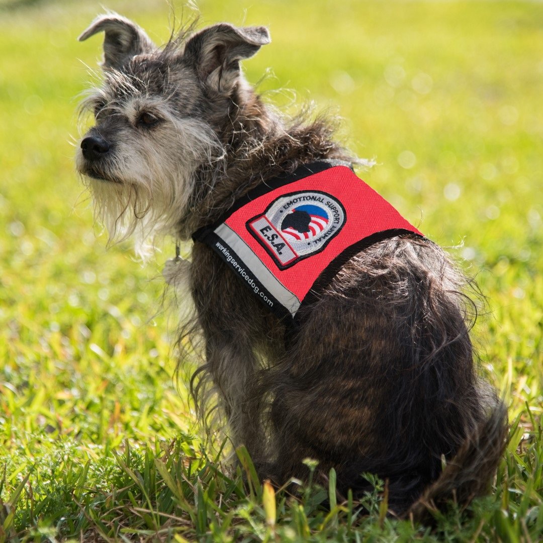 Premium Emotional Support Dog Vest for Small Dogs - ESA Approved with 5 Federal Law Handout Cards (X-Small: 16-23