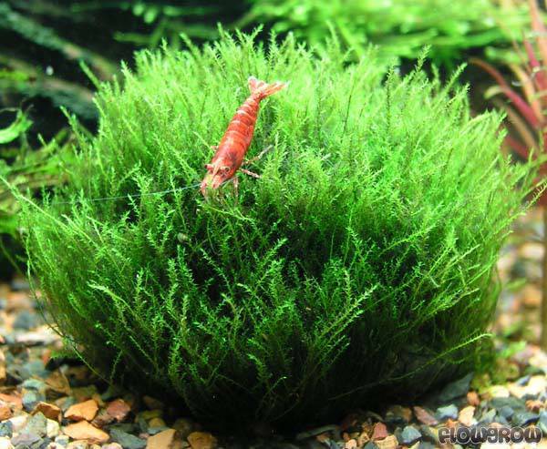 Dennerle Amblystegium Serpens TC - Premium Aquatic Moss for Planted Aquariums | Perfect for Shrimp Tanks, Aquascaping & Natural Decor
