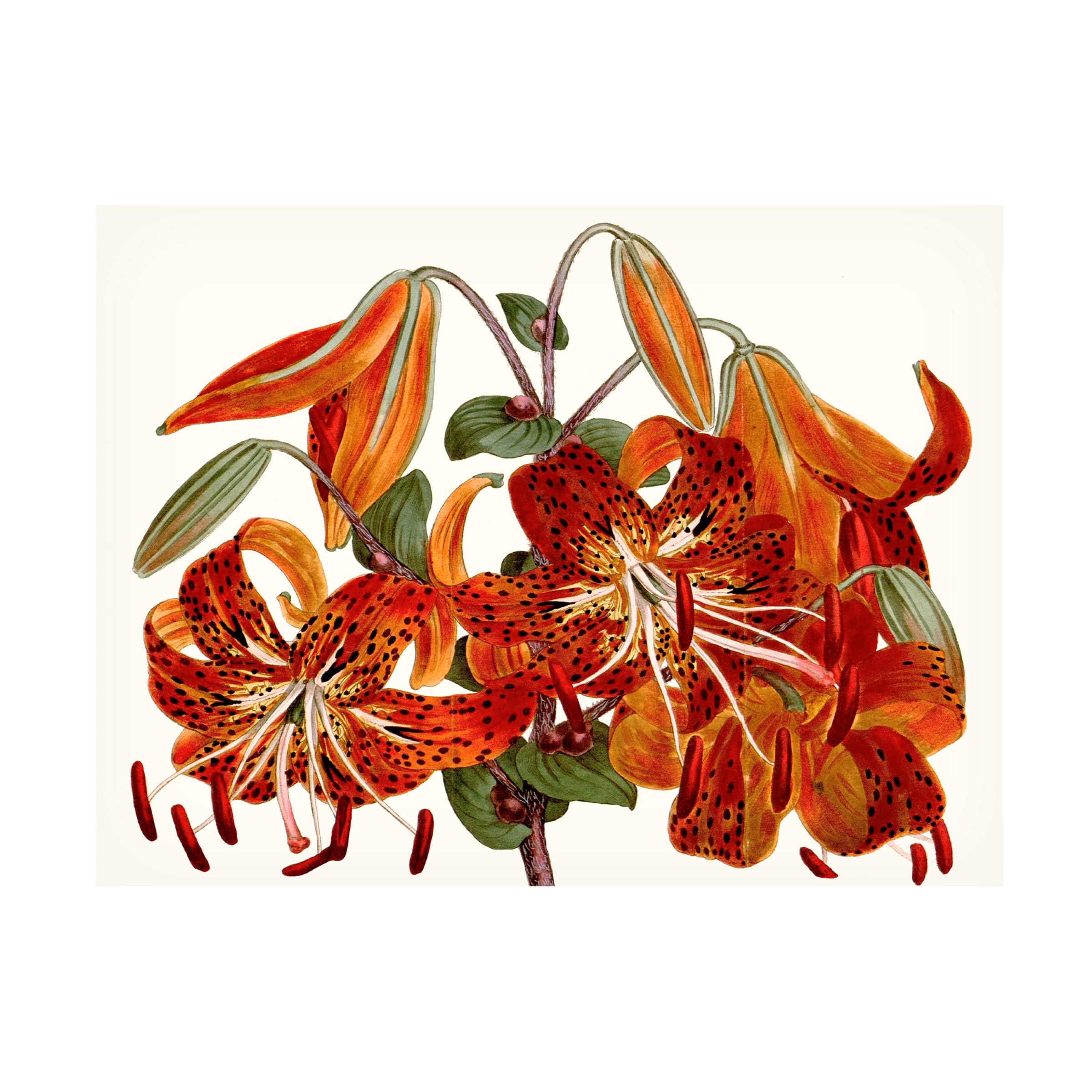 Trademark Fine Art 'Striking Coral Botanicals II' Canvas Wall Art Print by Curtis - Tropical Floral Decor for Living Room, Bedroom & Office