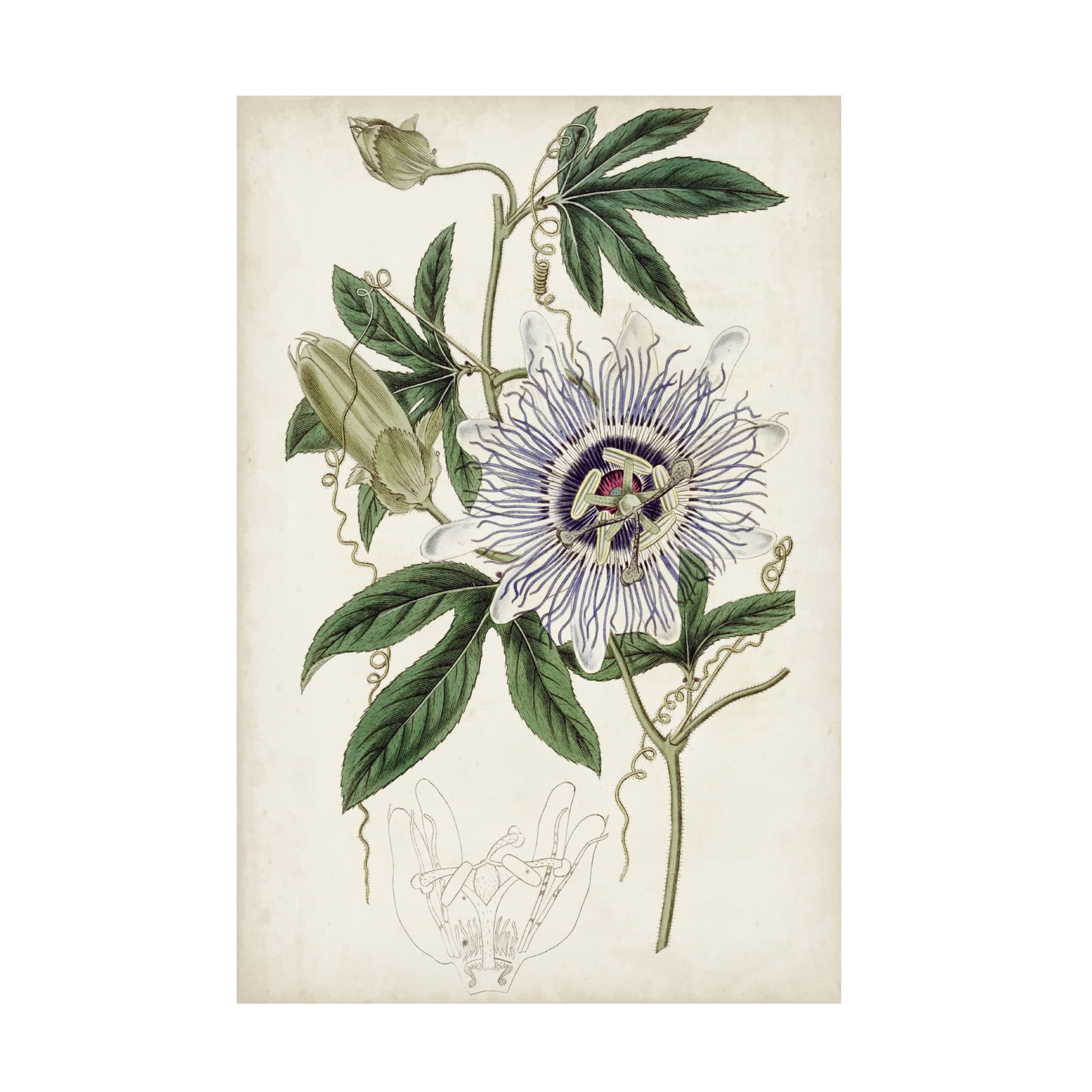 Trademark Fine Art 'Garden Gems XI' Canvas Wall Art by Curtis - Floral Home Decor for Living Room, Bedroom & Office