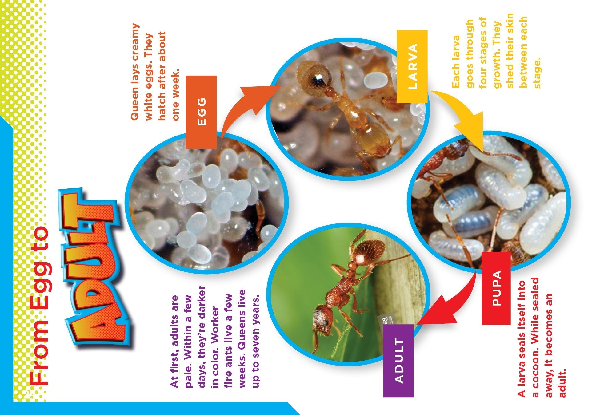 Fire Ants Book 9781623105778 - Learn About Fire Ants Behavior, Habitat & Control - Perfect for Entomology Students & Pest Control Professionals