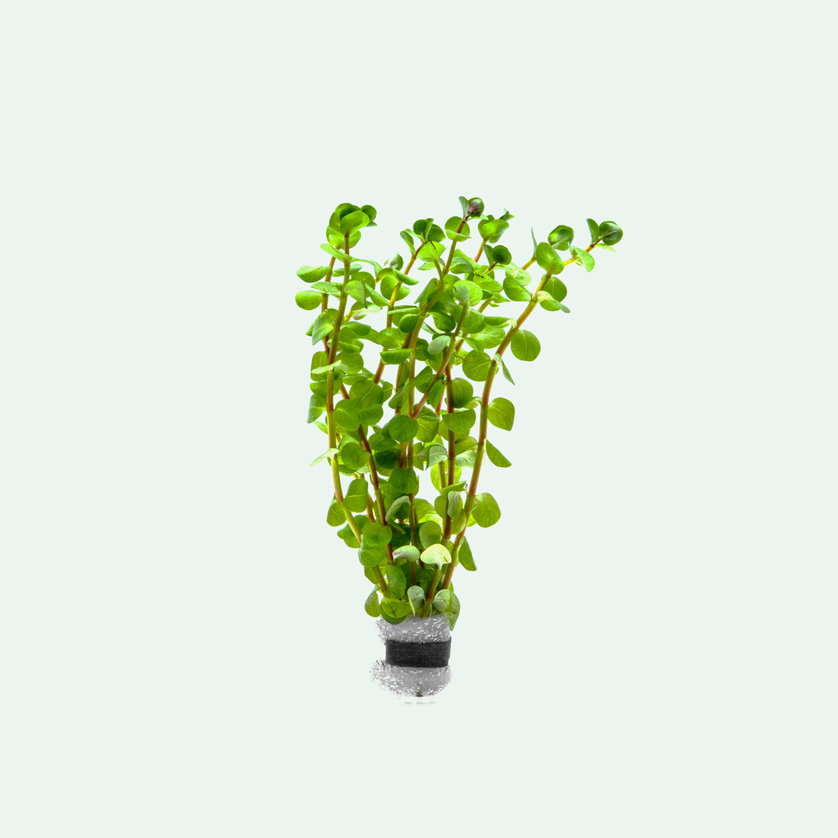 Rotala Colorata Live Aquarium Plant - Vibrant Red Aquatic Stem Plant for Fish Tanks, Aquascaping & Freshwater Aquariums