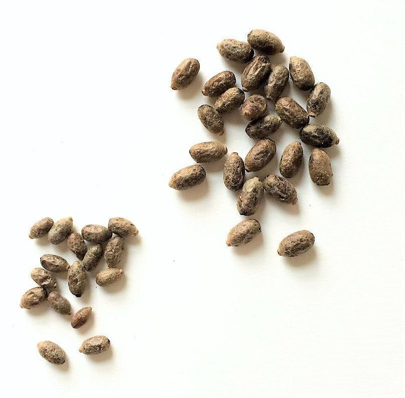 Organic Orchard Mason Bee Cocoons for Pollination - Live Bee Cocoons Ready to Hatch - Perfect for Garden, Orchard & Backyard Pollinators - Supports Sustainable Agriculture & Biodiversity