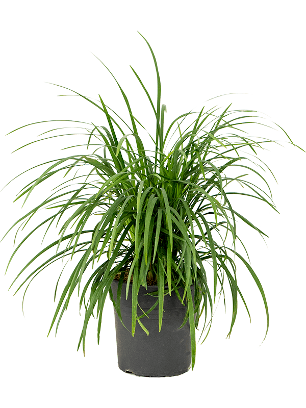 Buy Ophiopogon Japonica (Mondo Grass) in Pot - Low Maintenance Evergreen Ground Cover for Gardens, Landscaping & Indoor Decor