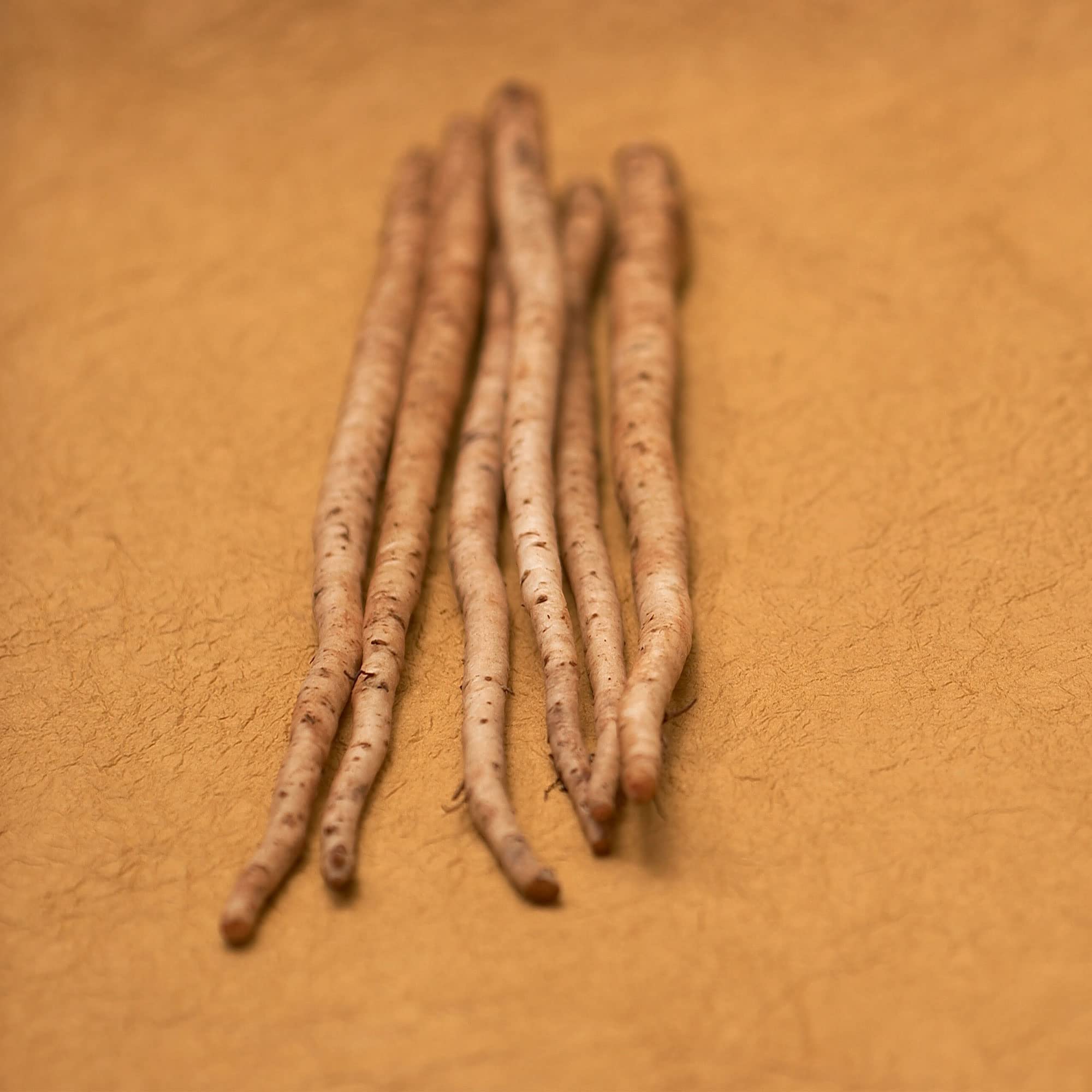Organic Burdock Seeds - Non-GMO Heirloom Asian Herb (1 Oz ~1900 Seeds) - Perfect for Home Gardening, Culinary Use & Traditional Medicine