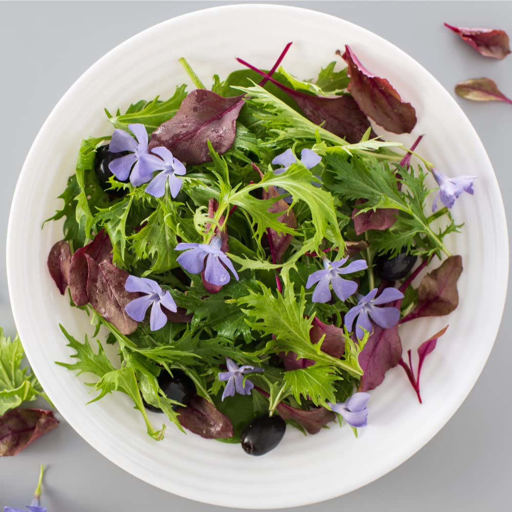Heirloom Mizuna Japanese Mustard Greens Seeds - 900 Non-GMO Seeds for Home Gardening, Salads & Stir Fry | Premium Asian Vegetable Seeds for Indoor & Outdoor Planting