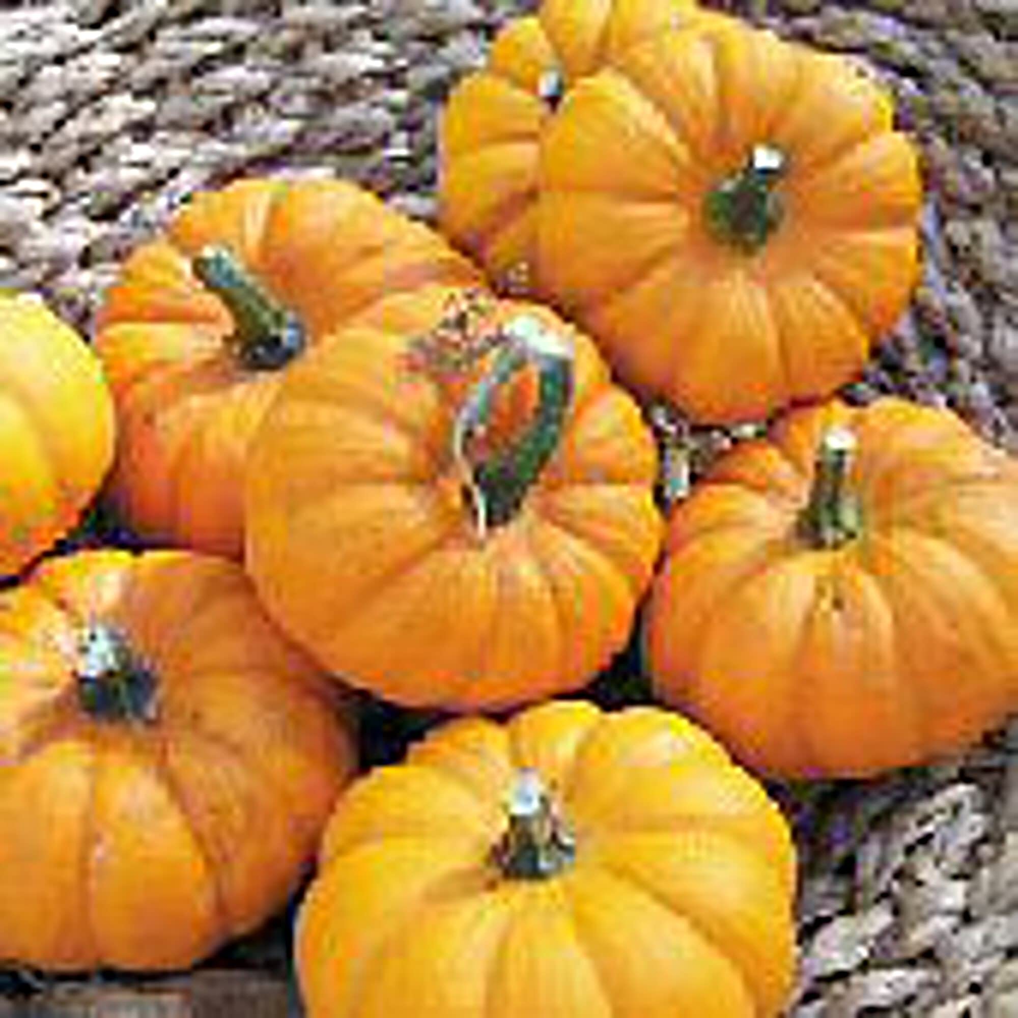 Organic Miniature Gourd Seeds (20+ Seeds) - Non-GMO Heirloom Vegetable Seeds for Planting | Home Garden, Greenhouse, DIY Crafts | Perfect for Fall Decorations & Thanksgiving Centerpieces