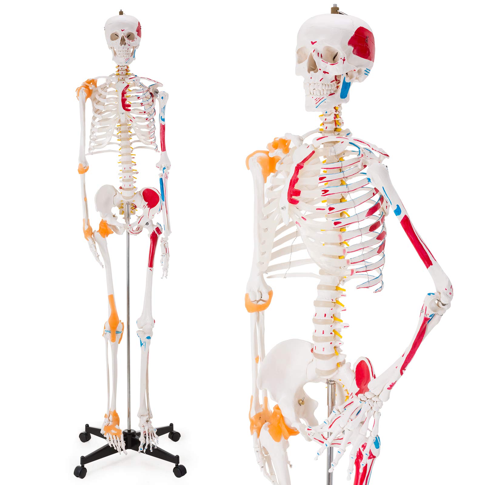Life Size Human Skeleton Model with Spinal Nerves & Muscle Attachments - Anatomical Study Skeleton with Joint Ligatures & Rolling Stand - Perfect for Medical Students, Anatomy Classrooms & Science Education