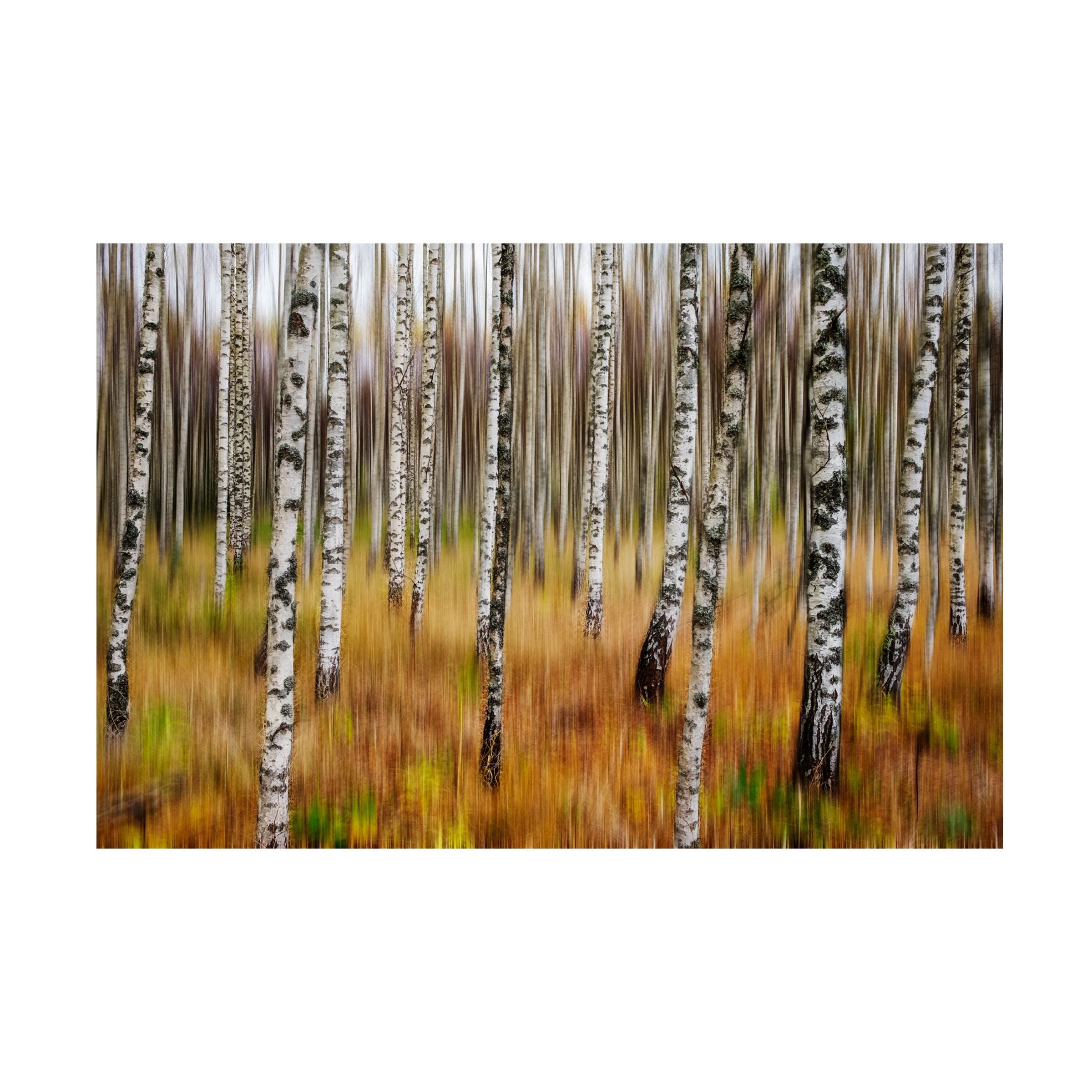 Trademark Fine Art '3D Birches' Canvas Wall Art by Par Söderman - Stunning Nature Landscape Painting for Living Room, Bedroom & Office Decor
