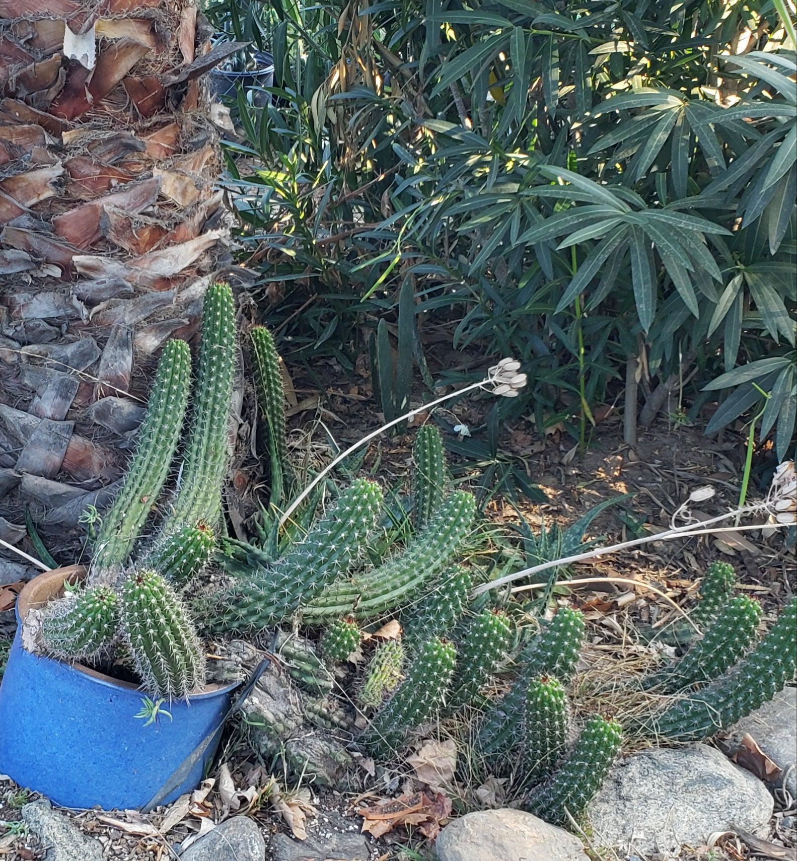 EC77 EXACT Trichocereus Thelegonus Cactus Cutting - 6 Inch Rare Live Plant for Home Garden Decor, Succulent Collection & Spiritual Ceremonies