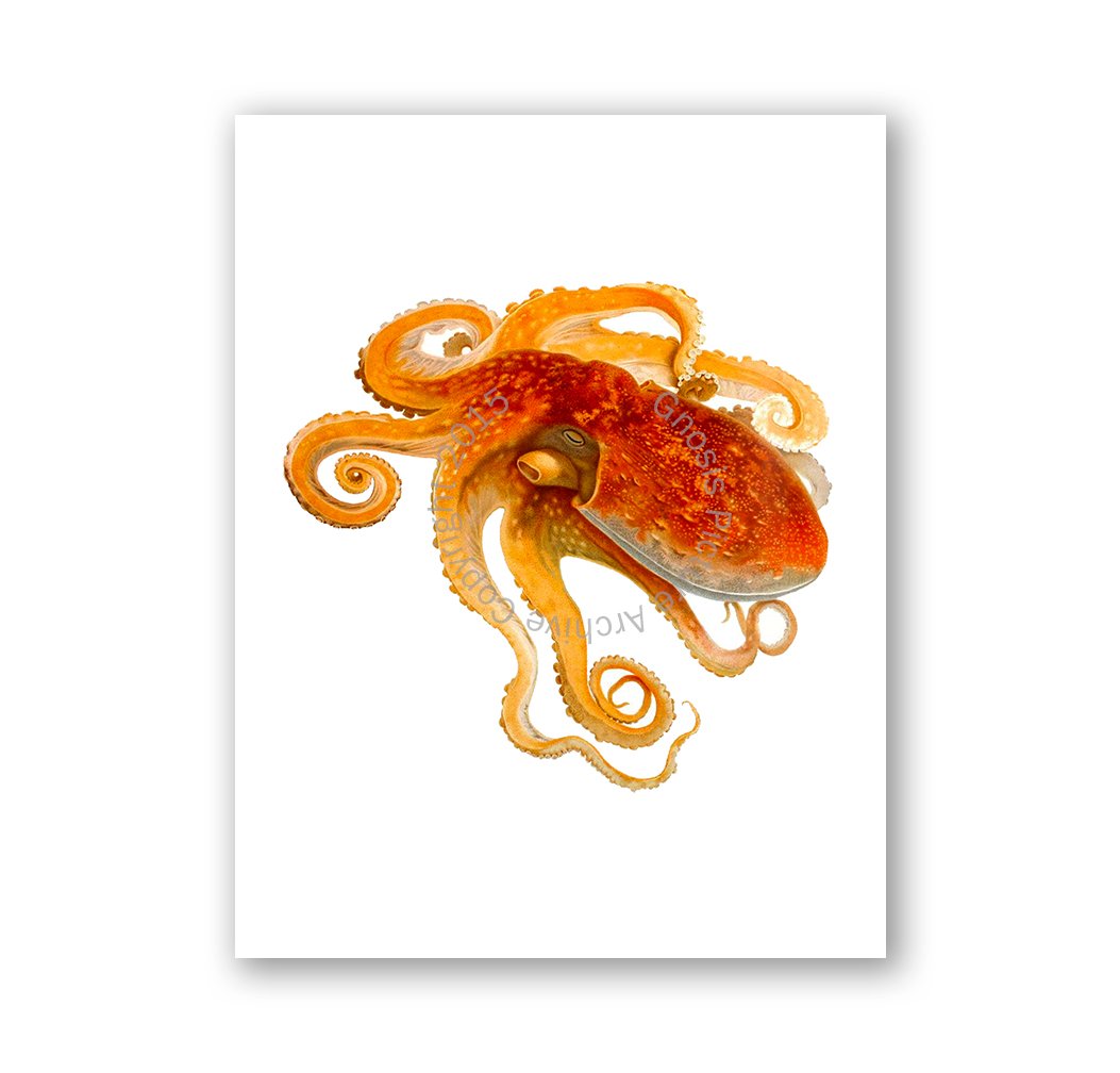 Gnosis Picture Archive - Set of 6 Beach Wall Art Prints with Octopus Decor | Unframed Coastal Wall Decor for Living Room, Bedroom, or Bathroom
