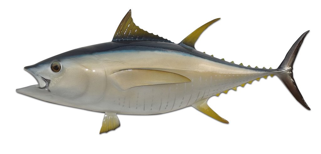 Realistic Tuna Fish Wall Mount Replica - Handcrafted Coastal & Fishing Decor for Home, Office, or Cabin - Perfect for Beach House, Man Cave & Outdoor Enthusiasts