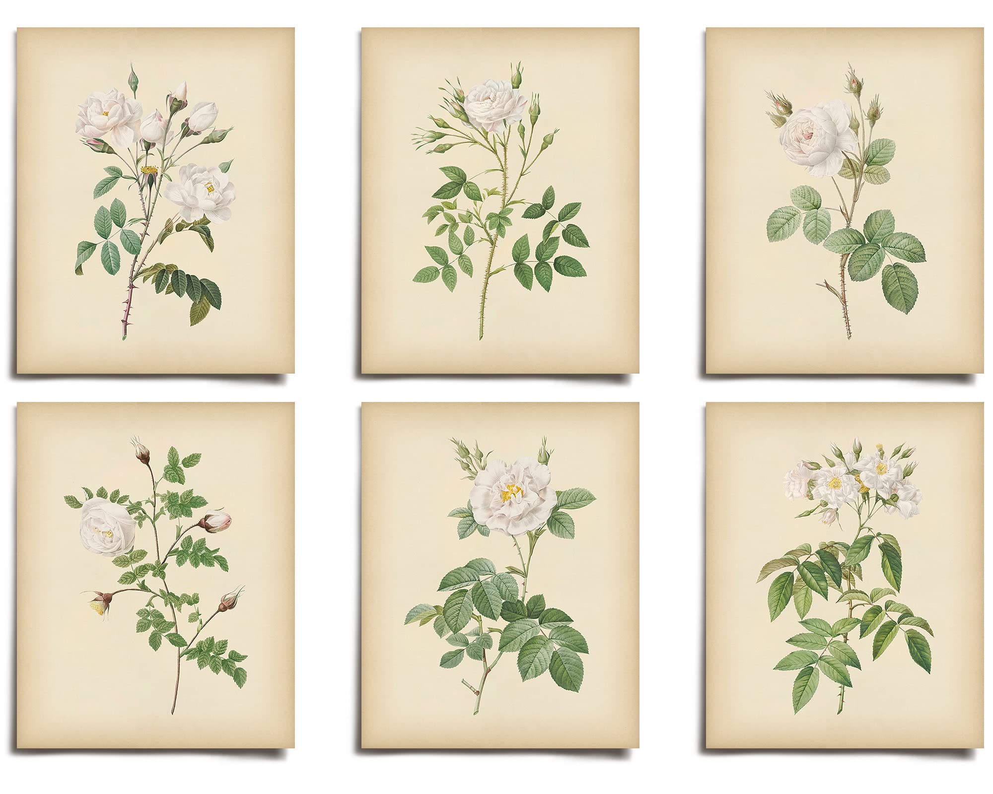 Vintage White Rose Floral Prints Set of 6 | Victorian Style Wall Art Decor | Unframed Modern Boho Aesthetic Posters | Antique Botanical Illustration for Living Room, Bedroom, Office | Large 8x10 Home Decor for Teens, Kids & Adults | Perfect for Farmhouse, Cottagecore & Vintage Themed Spaces | AC-1003-VINTAGE-8x10