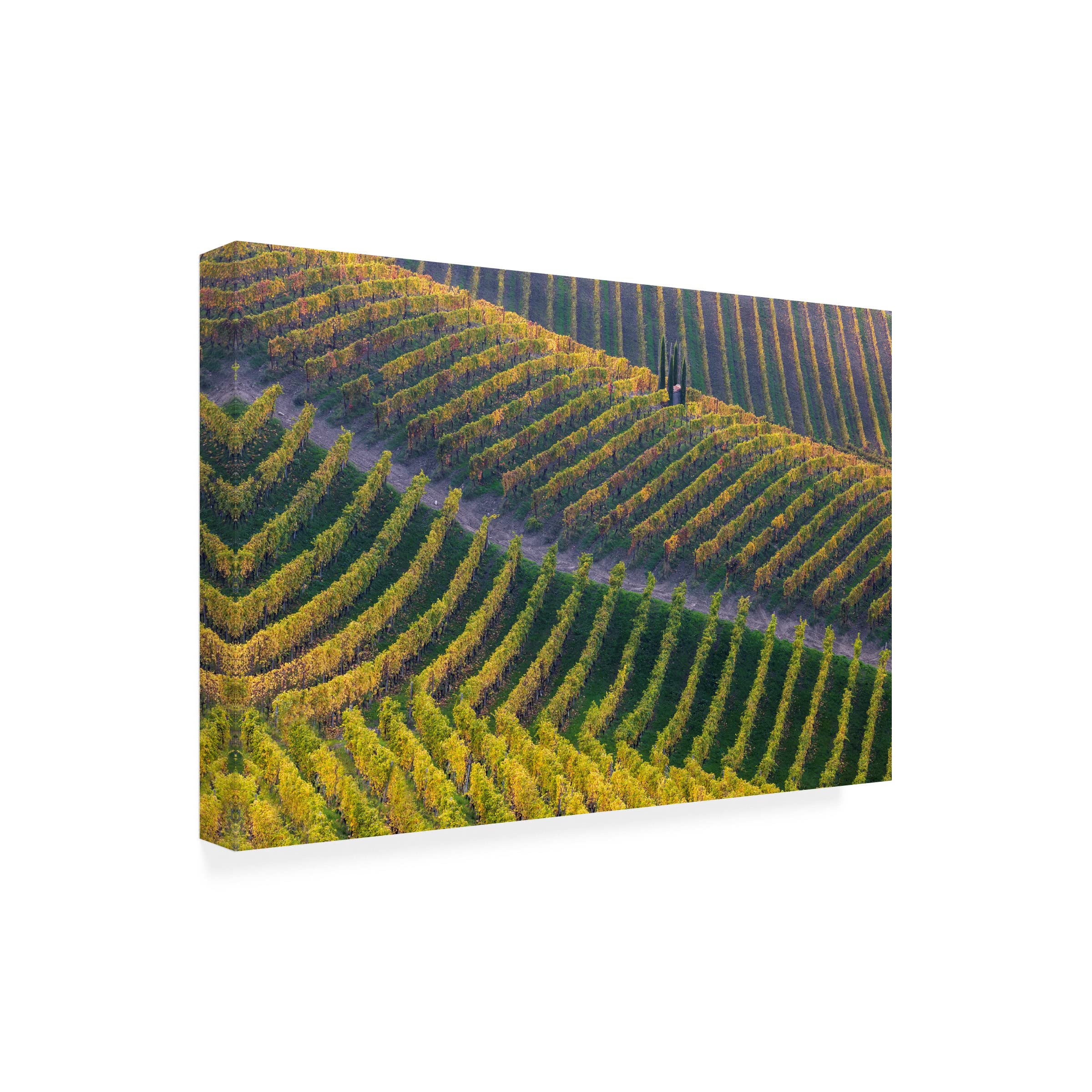Vineyards by Fiorenzo Carozzi - Premium Canvas Wall Art for Home & Office Decor | Trademark Fine Art Collection | Perfect for Living Room, Bedroom & Dining Room