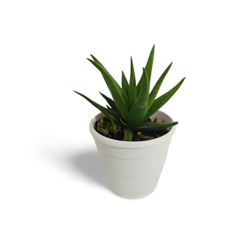 Exotic Aloe Black Beauty (Gastrolea Midnight) - 7cm Pot Low Maintenance Lucky Plant for Home & Office Decor | Air Purifying Succulent for Indoor Spaces