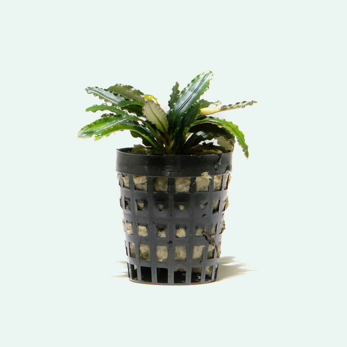 Bucephalandra Biblis Live Aquarium Plant - Rare Aquatic Plant for Fish Tanks, Aquascaping & Freshwater Aquariums | Perfect for Low-Tech Tanks, Shrimp Habitats & Natural Decor