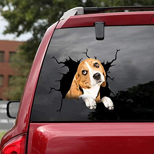 Beagle-03