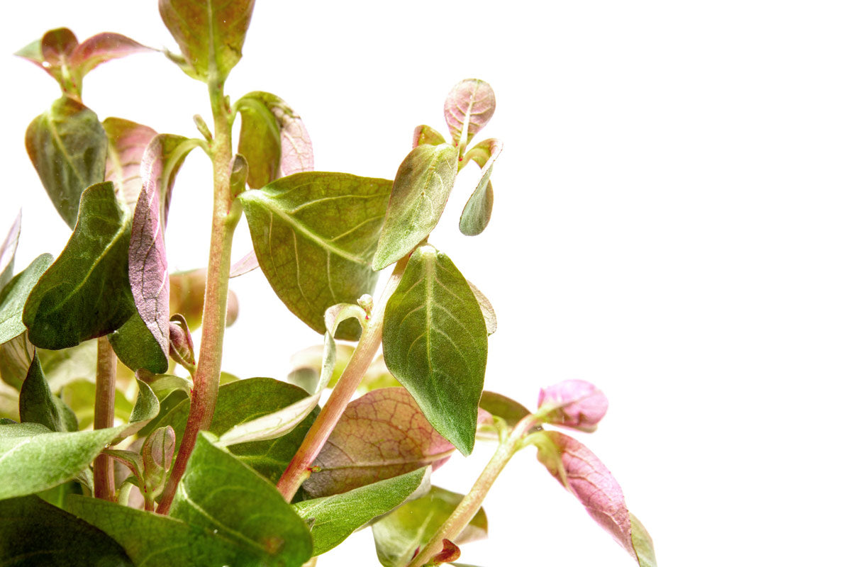 Ludwigia Senegalensis Aquatic Plant for Freshwater Aquariums - Perfect for Aquascaping, Fish Tanks & Aquatic Decor