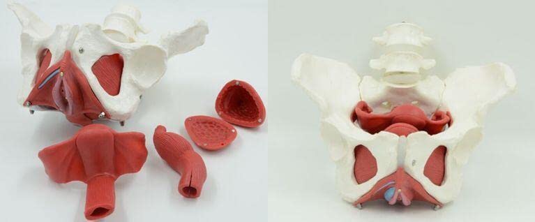 Female Pelvic Floor Muscle Model with Removable Uterus & Ovaries - Anatomical Teaching Tool for Medical Education, Physical Therapy Training, and Women's Health Studies
