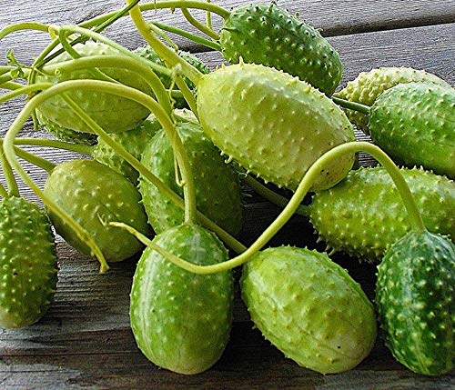 West Indian Gherkin Seeds (10 Count) - Small Tasty Cucumber Variety for Pickling & Salads - Perfect for Home Gardens, Containers & Fresh Eating