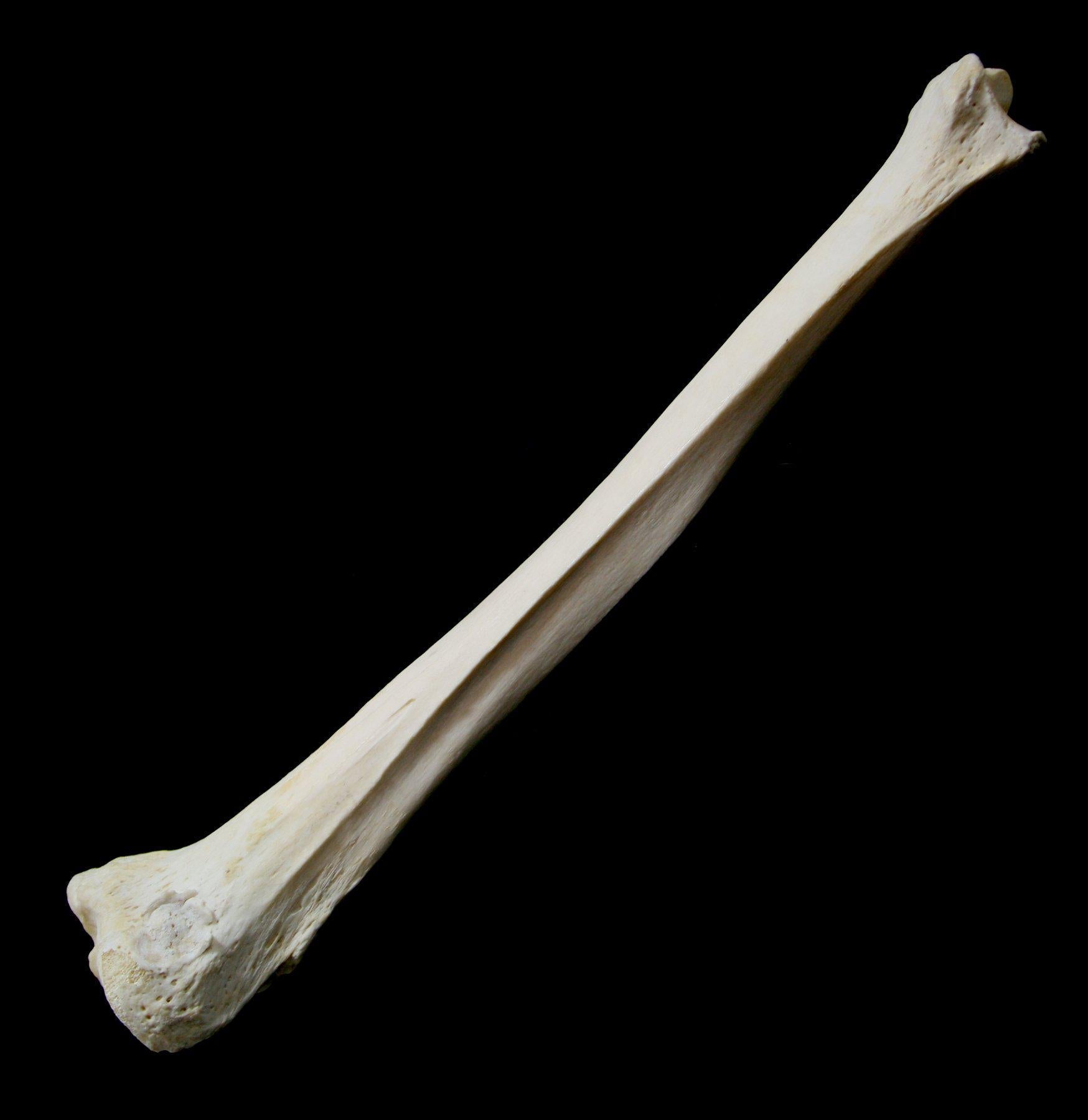 Human Tibia Bone Model - Anatomical Replica for Medical Education & Study - Perfect for Classroom, Lab, or Home Learning
