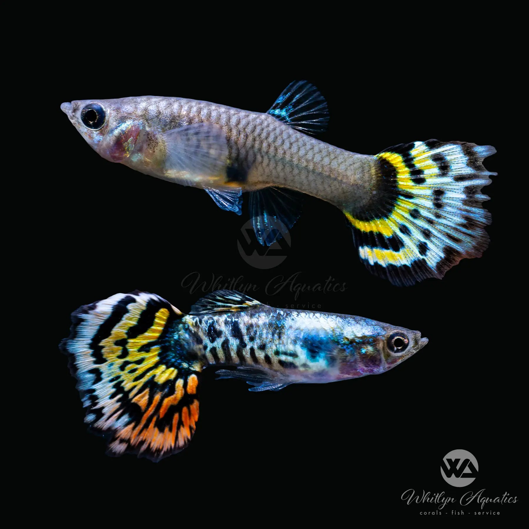 Premium Platinum Yellow Tiger Guppy Pair (1 Male 1 Female) - Live Aquarium Fish for Freshwater Tanks, Aquascaping & Breeding Projects