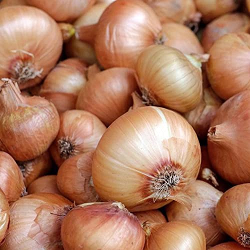 Organic Walla Walla Sweet Onion Seeds - Large 5-6 Inch White Onions - Non-GMO, Heirloom Variety for Home Gardening - Perfect for Salads, Grilling & Caramelizing (50 Seeds Pack)