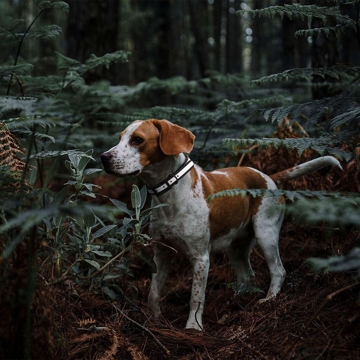 Premium Biothane Reflective Dog Collar - Waterproof, Odor-Proof & Easy-Clean - Strong Coated Nylon Webbing with Durable Black Hardware - Adjustable 22