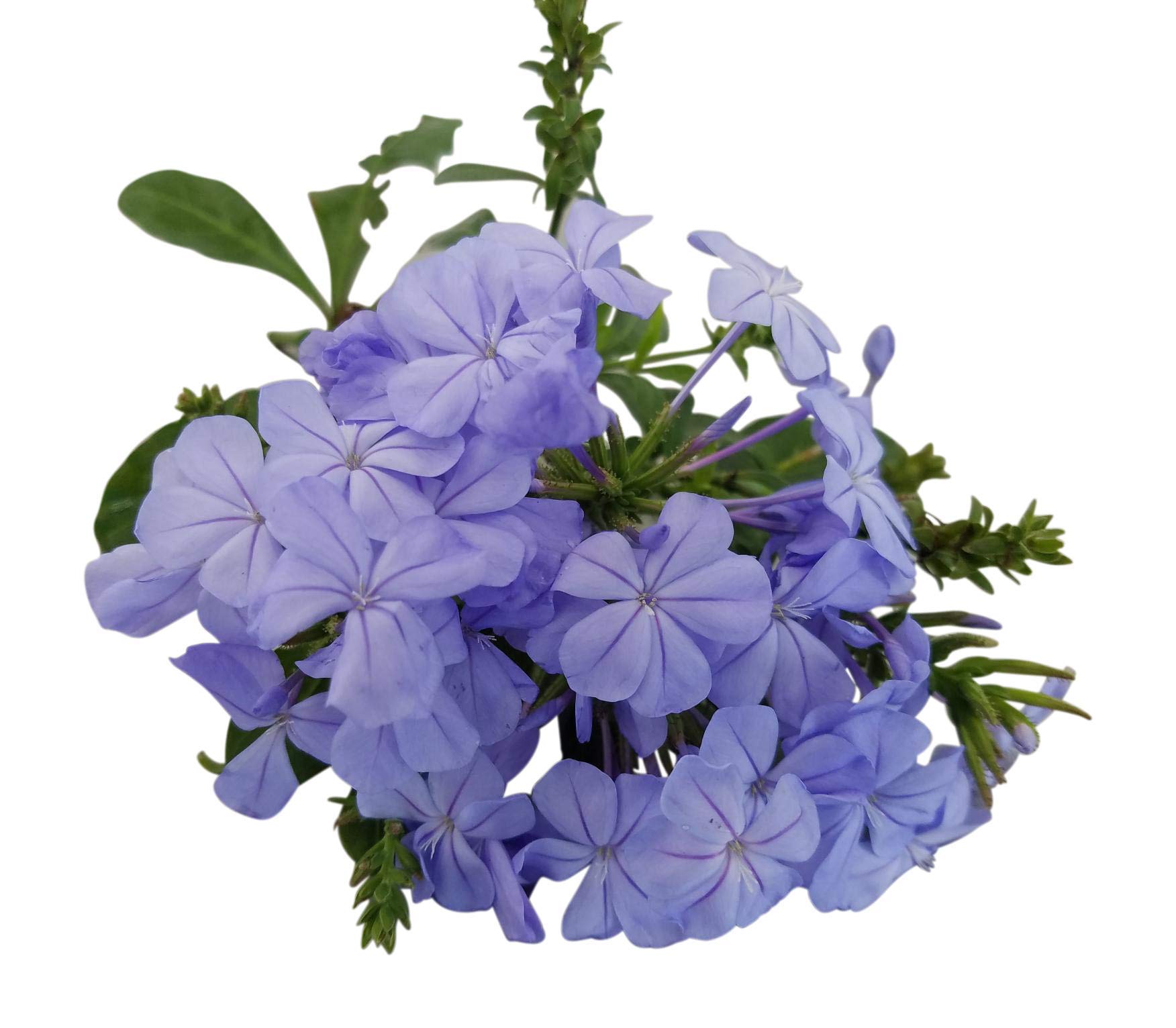 Plumbago Auriculata Perennial Shrub - Imperial Blue Flowering Plant in 1 Gallon Pot | Drought-Tolerant Landscape & Container Gardening