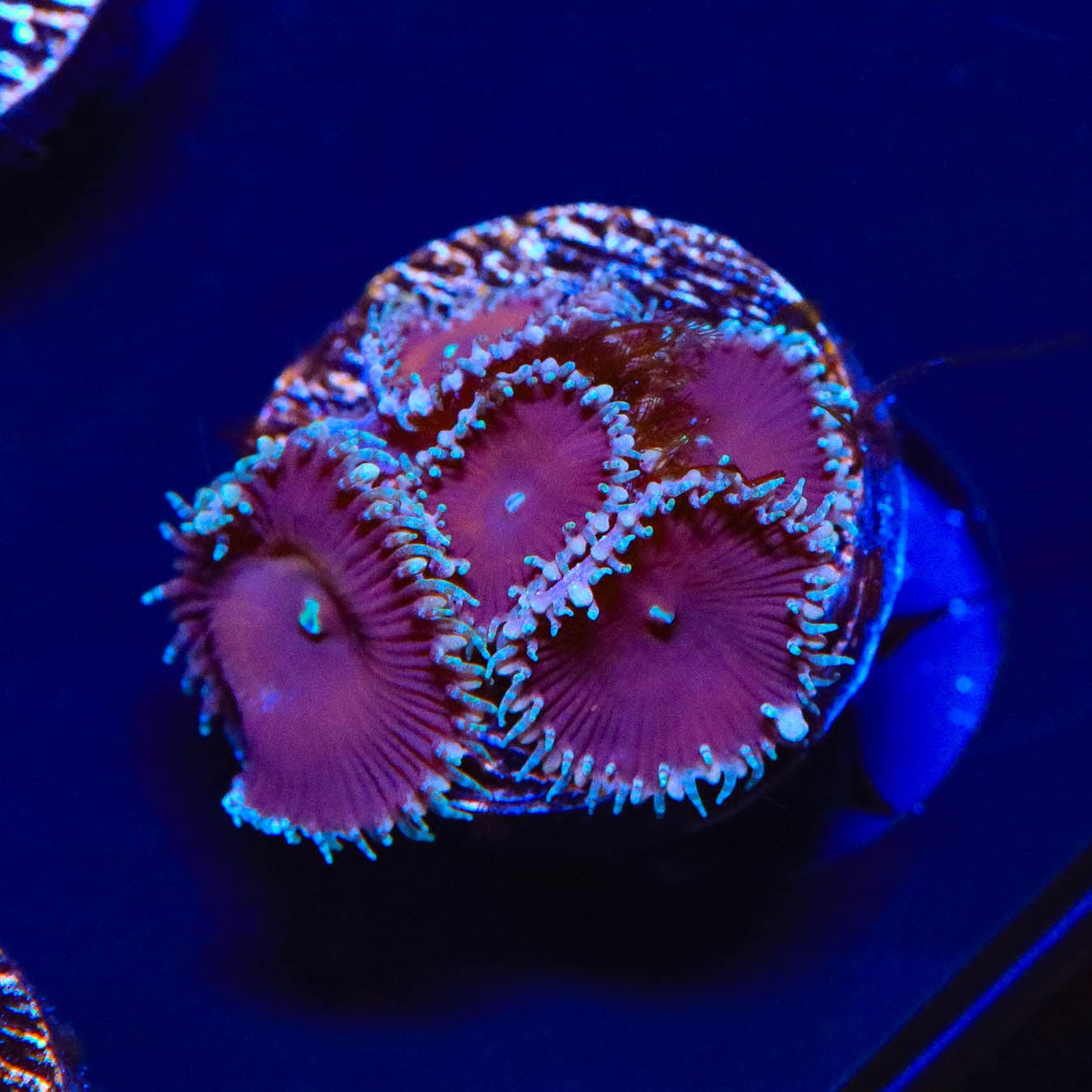 Cinnamon Palythoa Coral for Saltwater Aquariums - Vibrant Coral for Reef Tanks & Marine Aquascaping