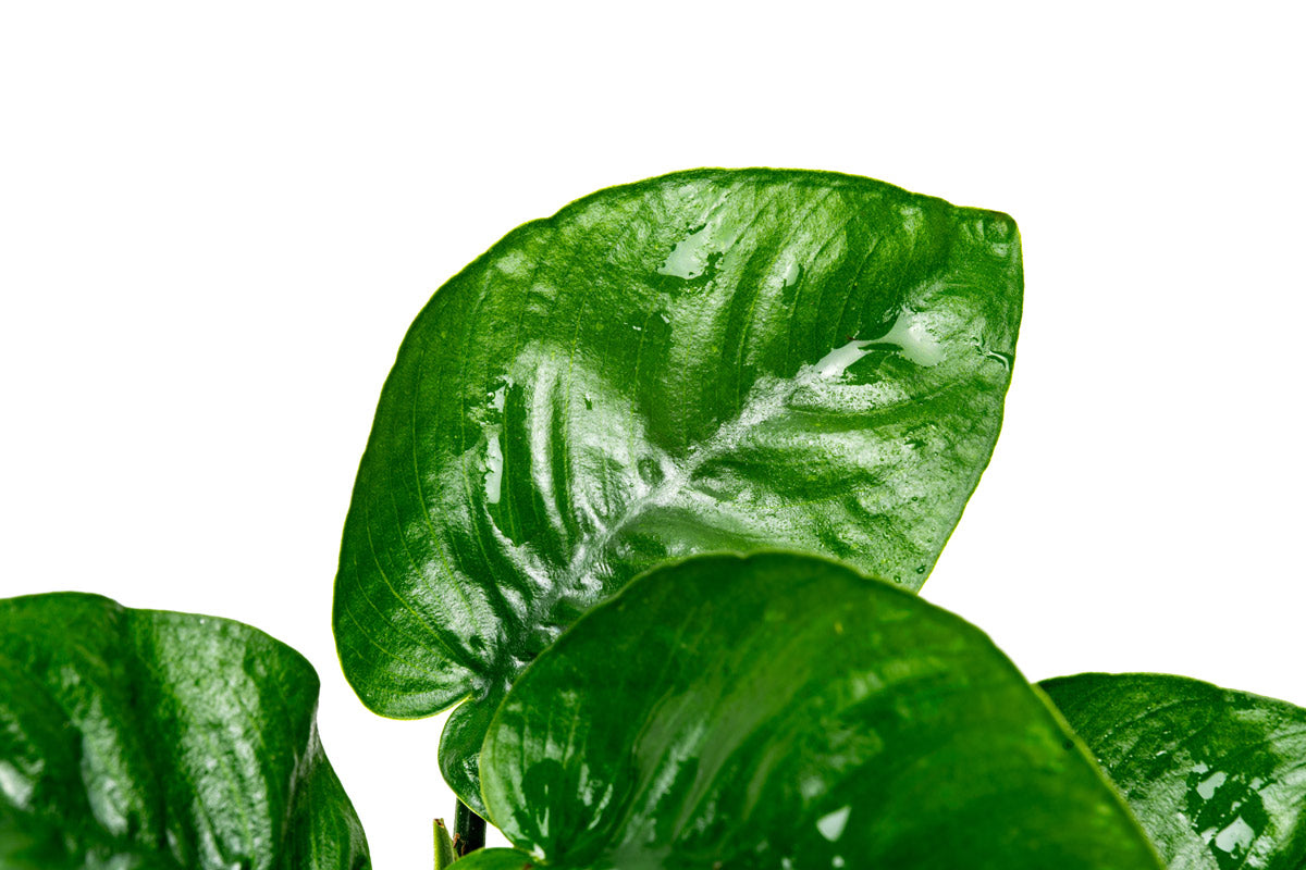Anubias Barteri Butterfly Aquatic Plant - Live Freshwater Aquarium Plant for Fish Tanks - Easy Low Light Aquascaping Plant for Beginners - Perfect for Aquarium Decoration and Shrimp Habitats