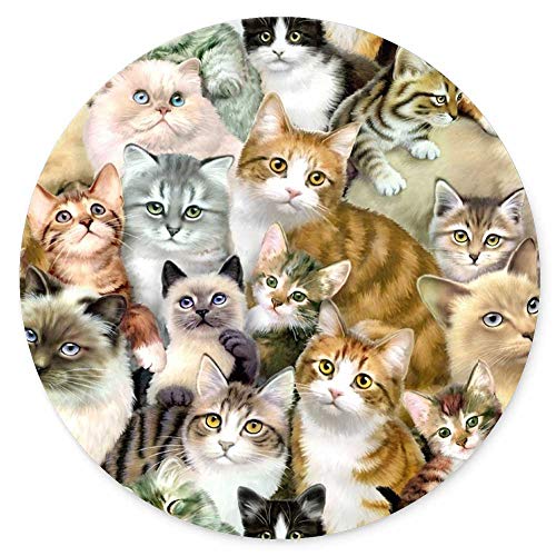 Funny Group Cat Animal Pet