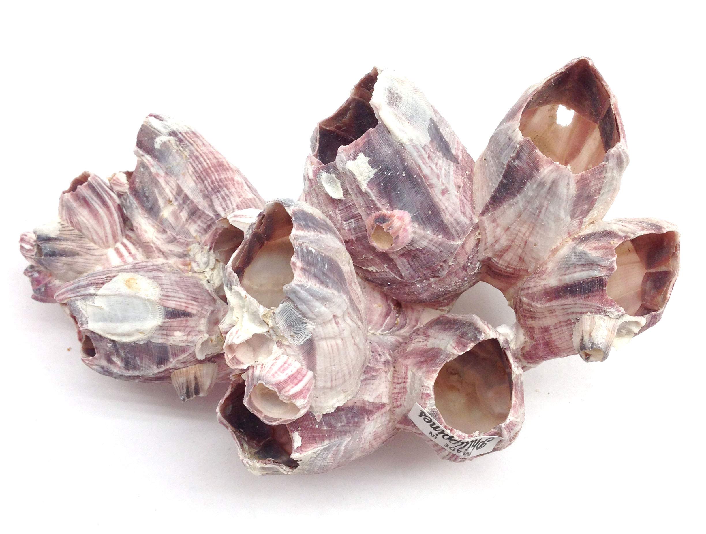 Natural Purple Barnacles Clusters for Saltwater Aquariums – 5 to 7 Inch Coral Reef Decor – Perfect for Marine Tanks, Fish Hiding Spots & Reef Aquascaping