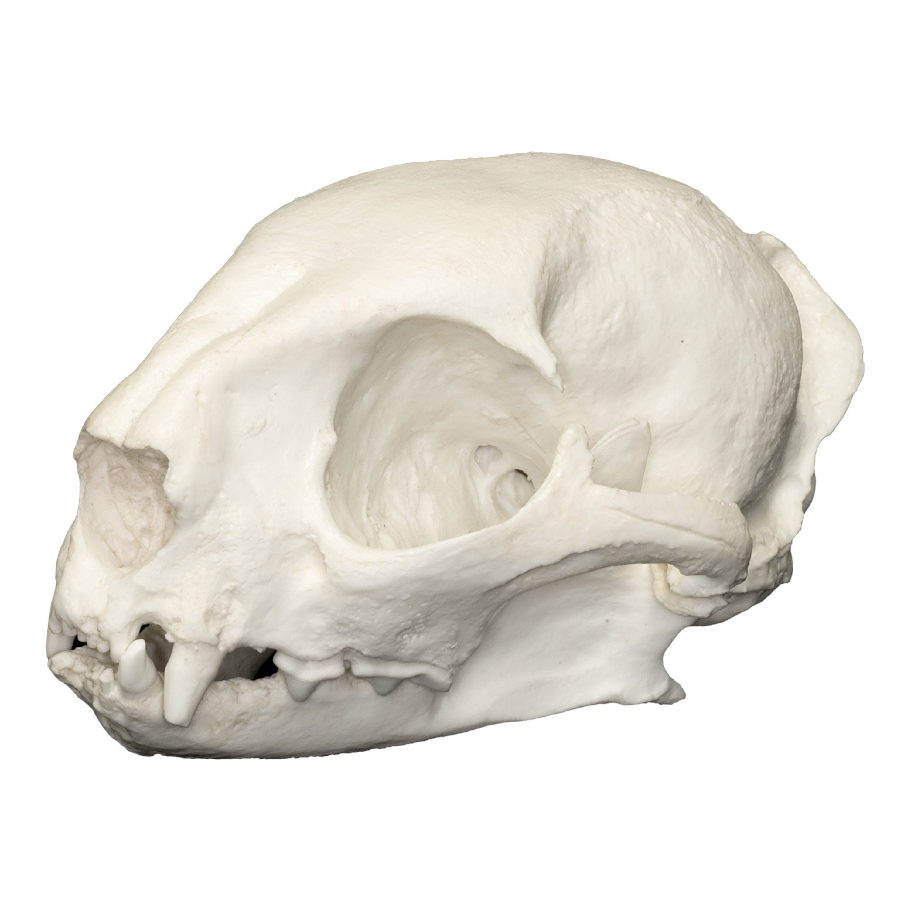 Authentic Replica Jaguarundi Skull - Lifelike Animal Skull Model for Science Education, Home Decor & Taxidermy Collection | Perfect for Biology Classrooms, Gothic Decor & Nature Enthusiasts